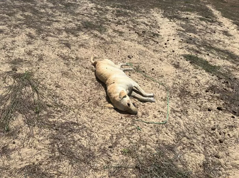 4 cães foram mortos em praia de Paracuru